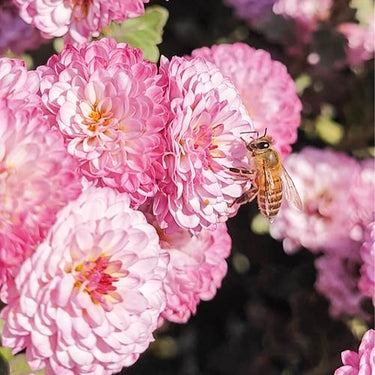 Zinnia Seeds – Candy Zinnia