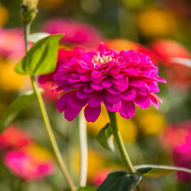 Zinnia Seeds – Zinderella Purple