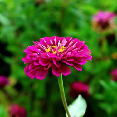 Zinnia Seeds – Zinderella Purple