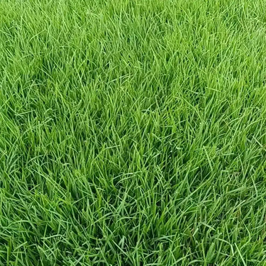 Semences de Zoysia japonica
