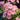 Geranium Seeds – Baby Pink