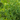 Pea Karina Organic