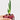 Onion Monastrell F1 Organic