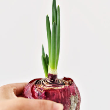 Onion Monastrell F1 Organic