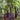 Long Purple Eggplants Aubergine Seeds Chinese Eggplants Vegetable