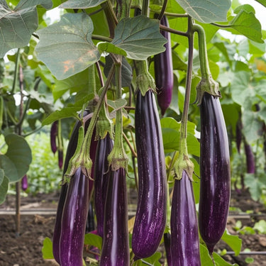Long Purple Eggplants Aubergine Seeds Chinese Eggplants Vegetable