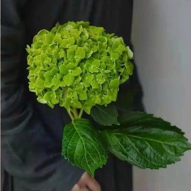 Hydrangea Seed Bonsai Flower Seeds – Green