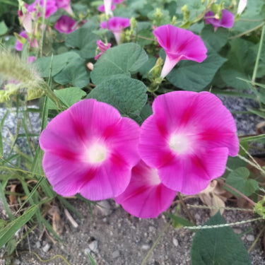 Morning Glory-Pink