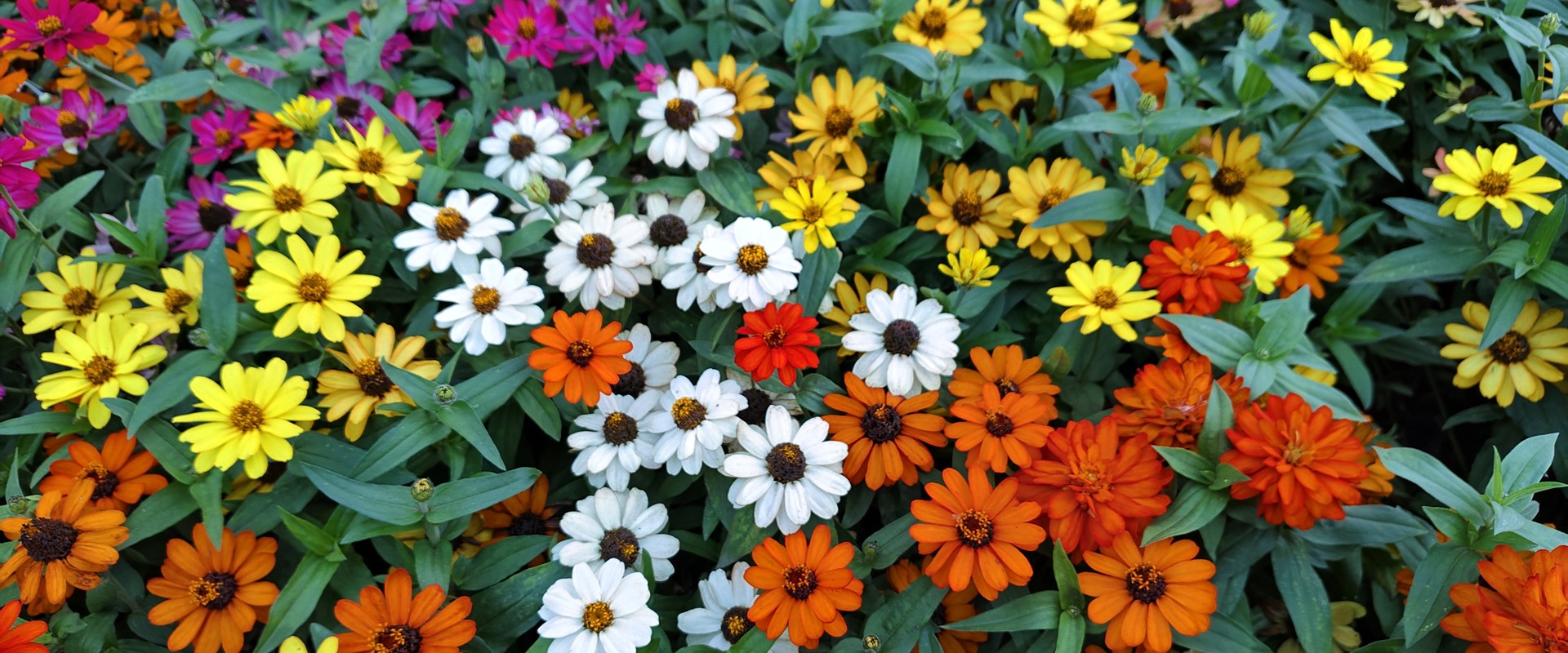 Colorful annual flowers growing in a garden bed