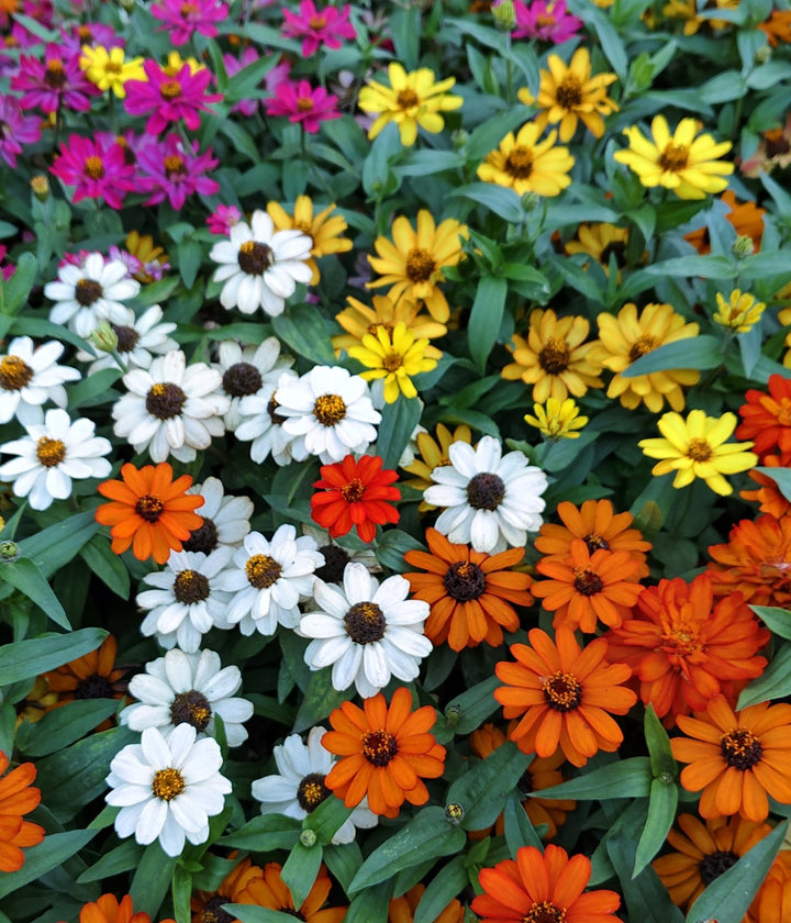 Annual Flower Seeds