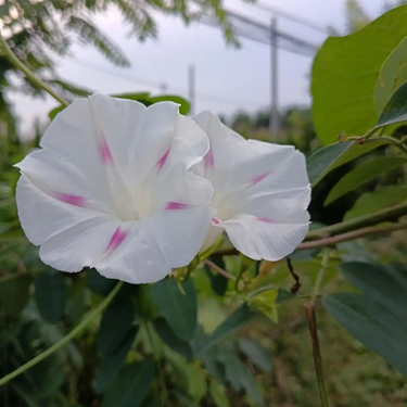 Morning Glory-Purple Starlight