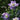 Aquilegia Seeds – Blue (Cat's Paw / Columbine)