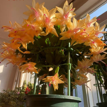 Crab Claw Orchid-Champagne