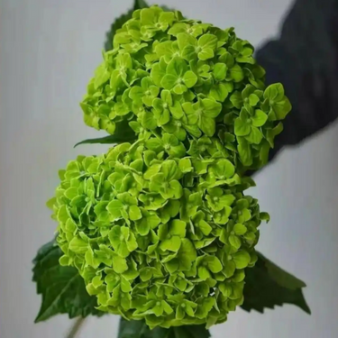 Hydrangea Seed Bonsai Flower Seeds – Green
