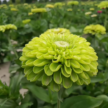 Zinnia Seeds - Envy