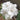 Geranium Seeds-Pearl White