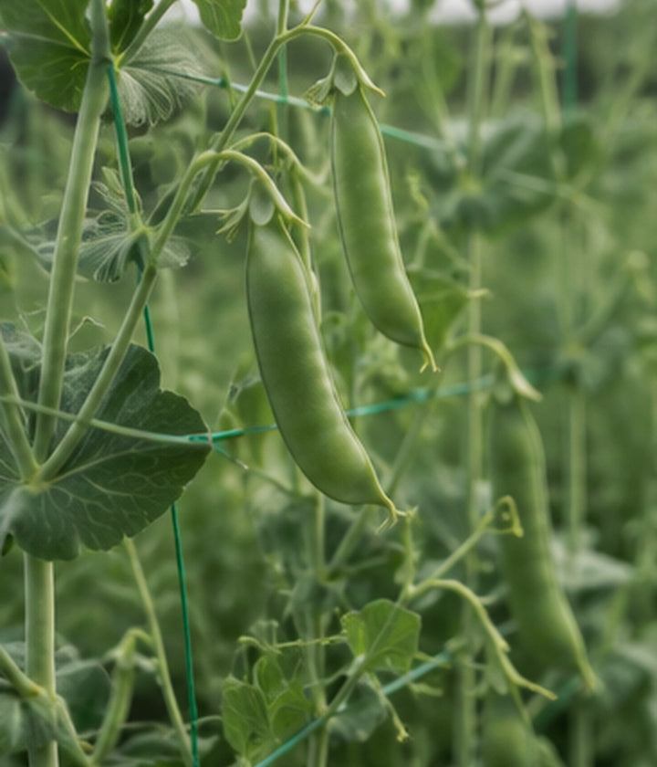 Green pea pods and climbing vegetables growing on supported garden vines