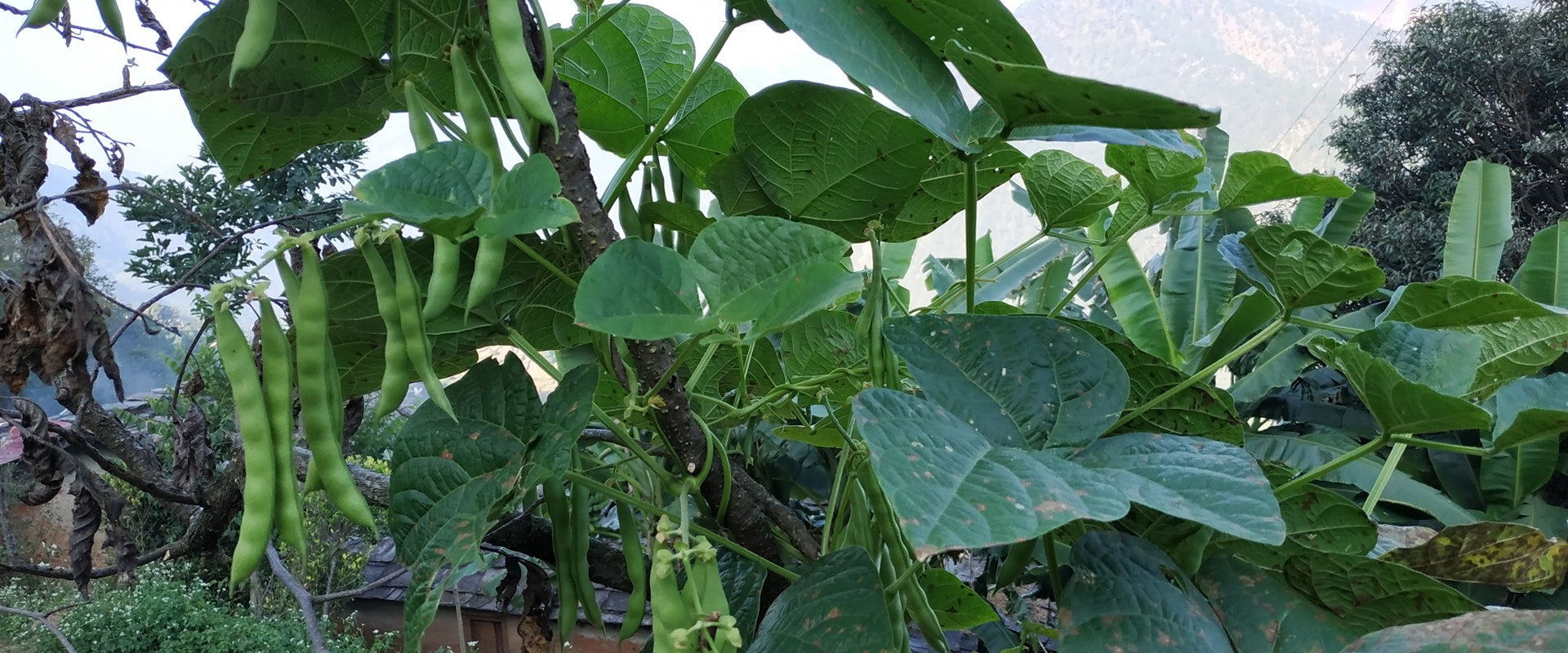 Green bean pods growing naturally on climbing garden vines