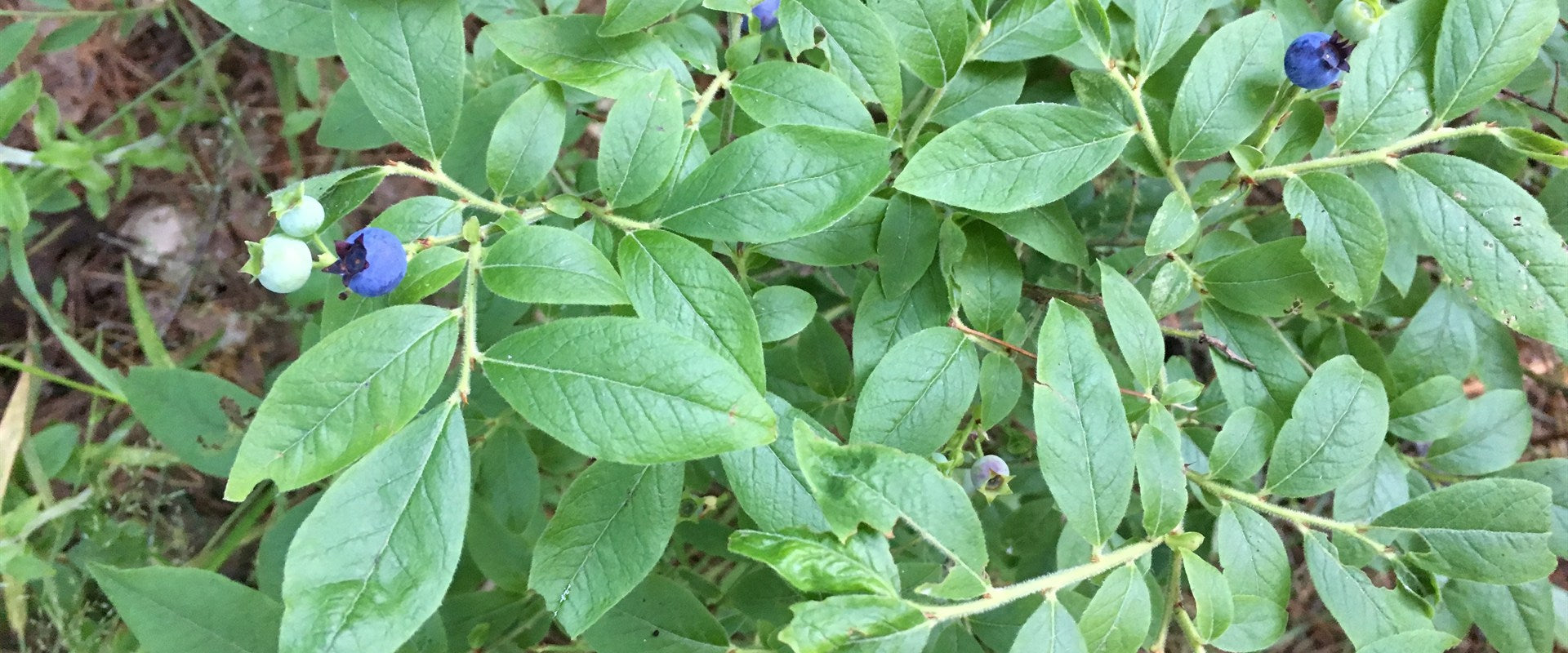 Blueberries growing naturally on a healthy outdoor shrub