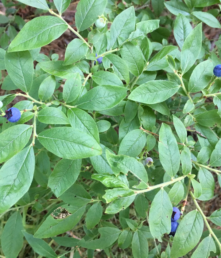 Blueberries growing naturally on a healthy outdoor shrub