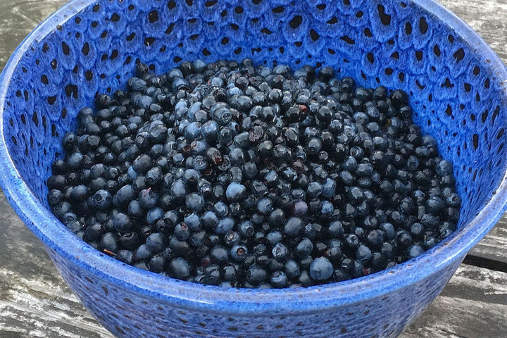 Fresh blueberries showing a recognizable berry harvest