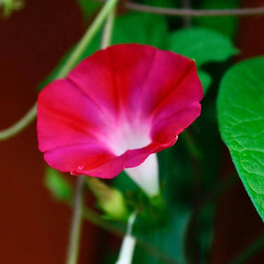 Morning Glory-Red