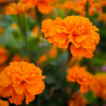 Marigold seeds