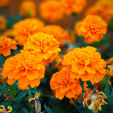 Marigold seeds