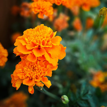 Marigold seeds