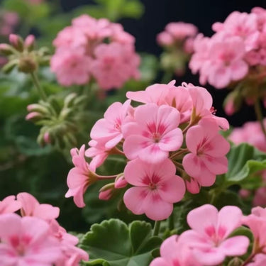 Geranium Seeds – Baby Pink