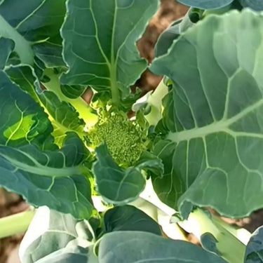 Broccoli Raab, Spring