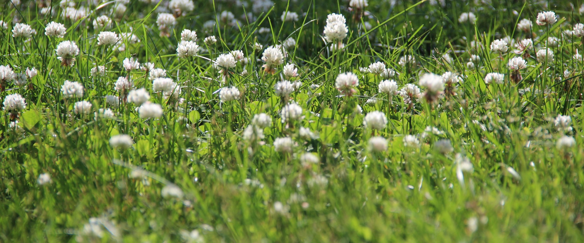 White clover growing naturally in a backyard lawn