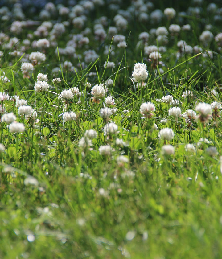 White clover growing naturally in a backyard lawn