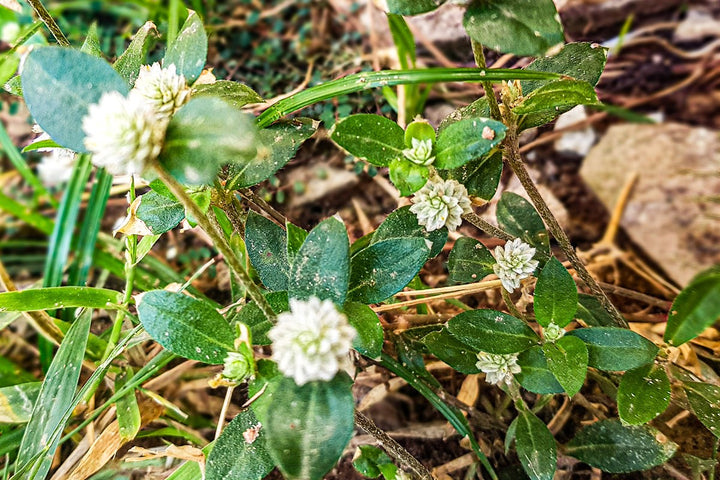 White clover flowers growing naturally in a green lawn