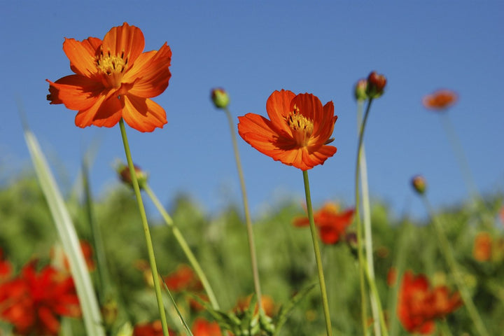 Cosmos flowers blooming naturally in a garden