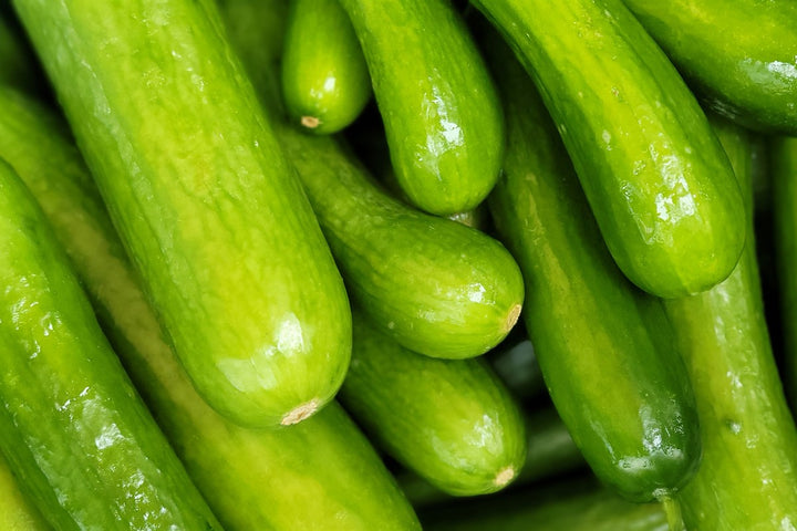 Cucumber plants growing in a home garden