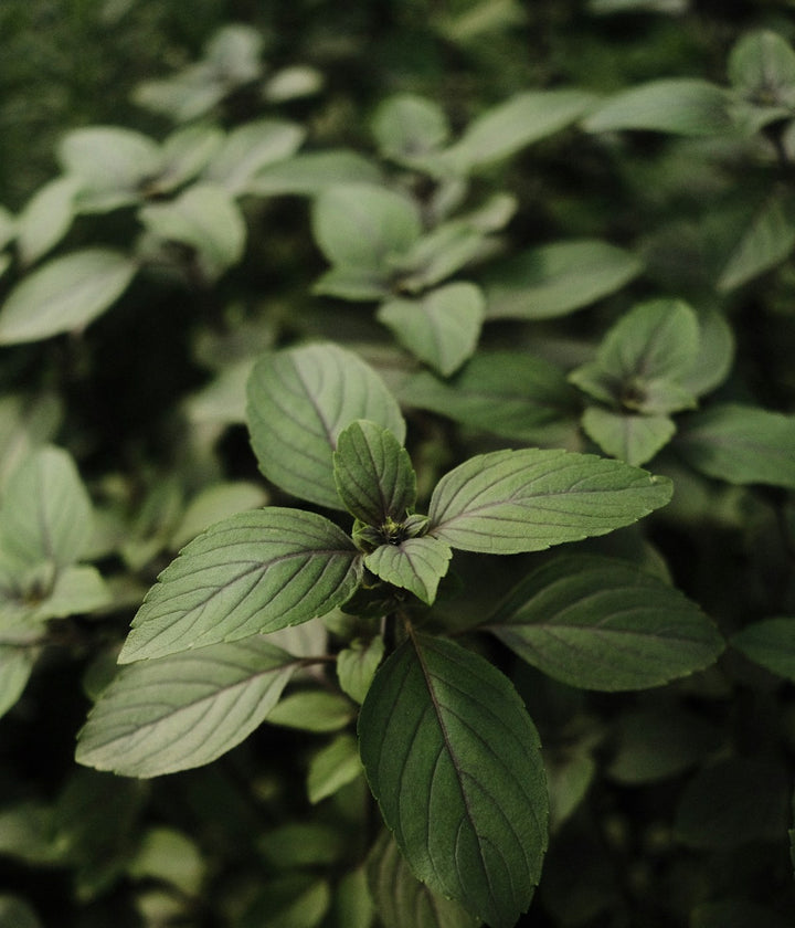 Fresh basil leaves growing naturally in an outdoor herb garden