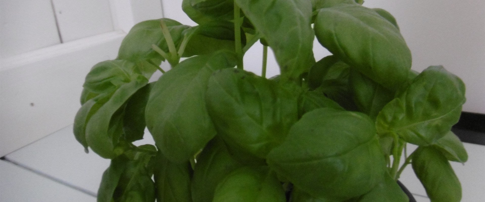 Fresh basil leaves growing naturally in an outdoor herb garden