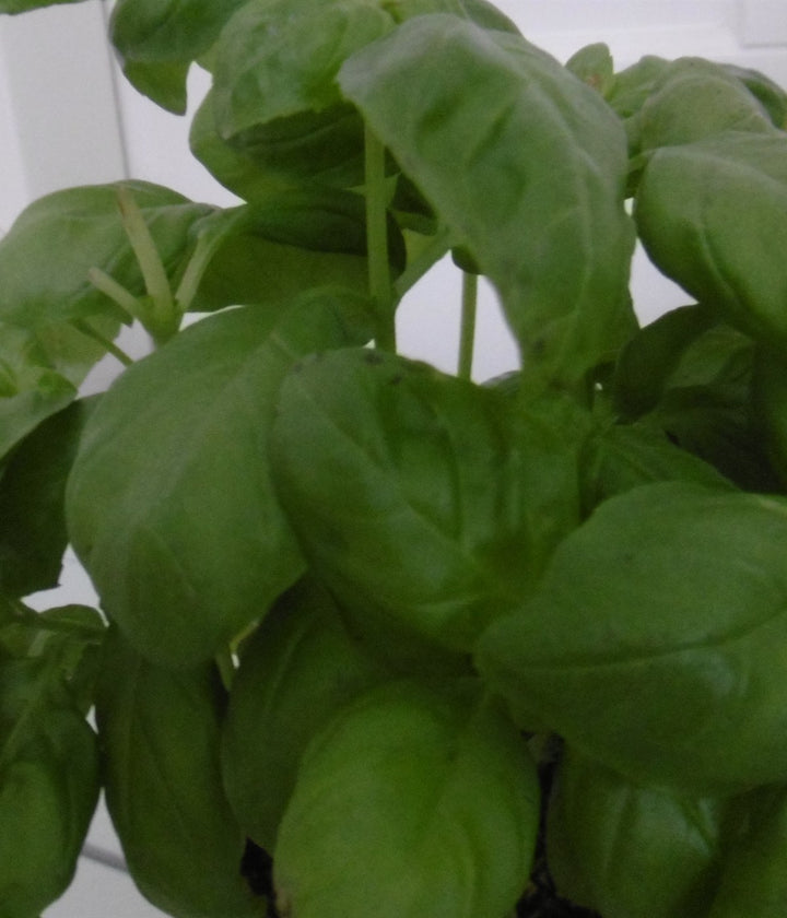 Fresh basil leaves growing naturally in an outdoor herb garden