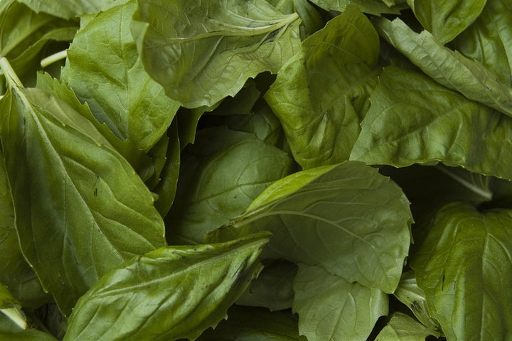 Fresh basil foliage growing naturally in a garden