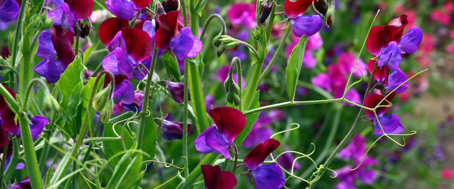 Sweet pea flowers growing naturally on climbing vines