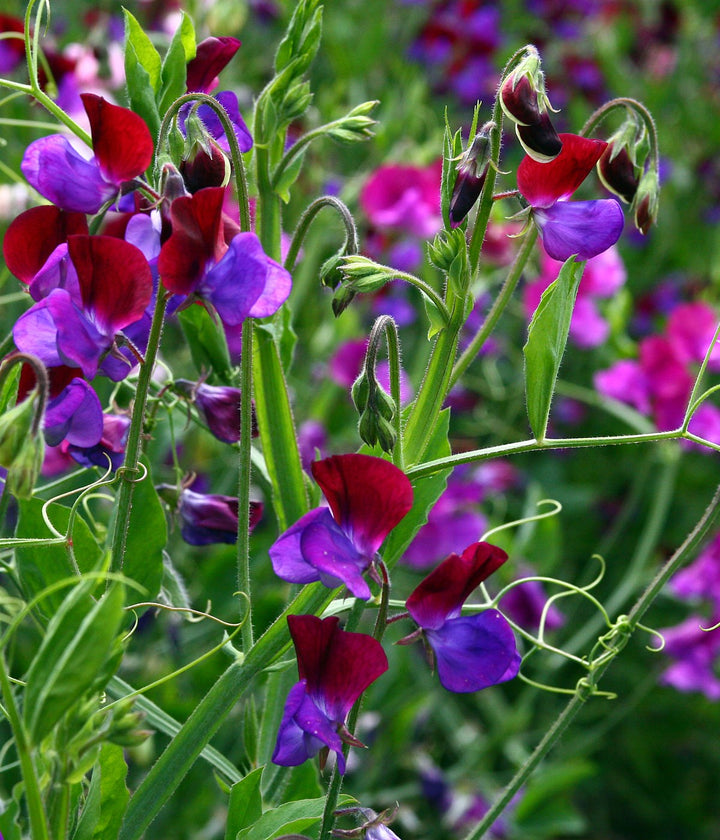 Cut Flower Seeds