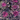 Red Cabbage Seeds for Planting, Vibrant Purple Heads