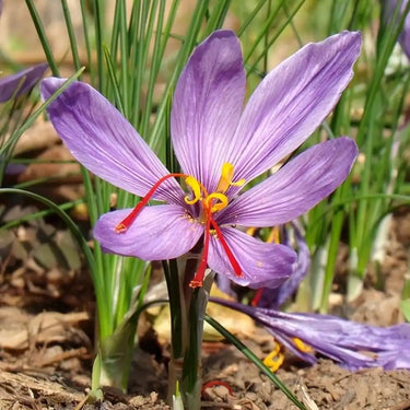 Purple Saffron Flower Seeds