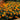 Marigold Seeds – Petite Mix
