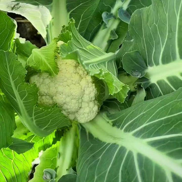 Broccoli Raab, Spring
