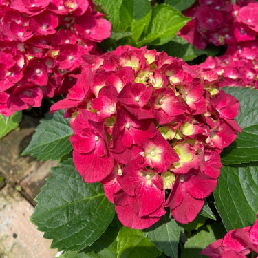 Hydrangea Seed Bonsai Flower Seeds – Red