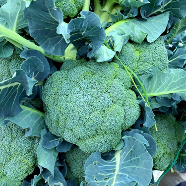 Broccoli Raab, Rapini Organic