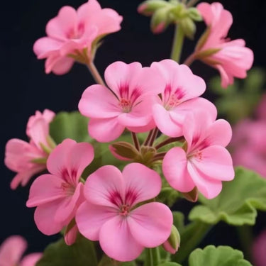 Geranium Seeds – Baby Pink