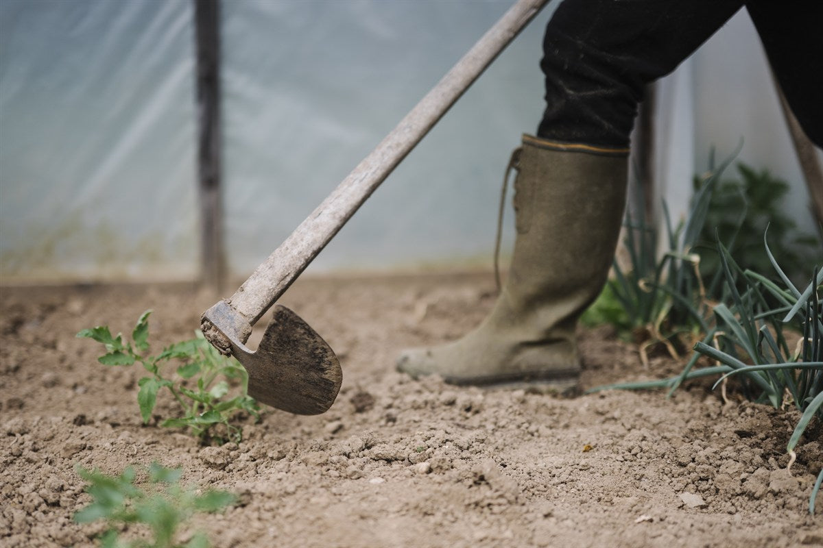 A gardener preparing soil and tending plants in a growing area